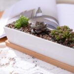 Tucor | Set - ZenQ Designs