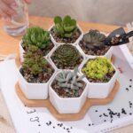 Solygiro | Set - ZenQ Designs