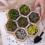 Solygiro | Set - ZenQ Designs