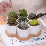 Solygiro | Set - ZenQ Designs