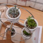 Ferris | Set - ZenQ Designs