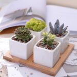 Quess | Set - ZenQ Designs