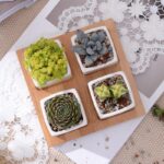 Quess | Set - ZenQ Designs