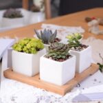 Quess | Set - ZenQ Designs