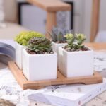 Quess | Set - ZenQ Designs