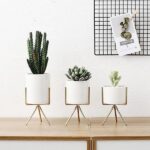 Fialuon | Set - ZenQ Designs