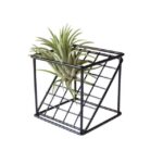 Rustic Geometrical Grid Air Plant Receptacle - ZenQ Designs