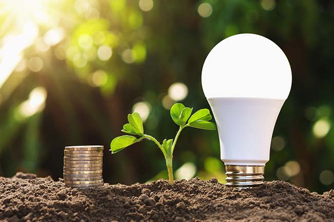 LED light with young plant and money stack on soil - ZenQ Designs